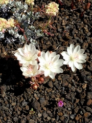 Lewisia