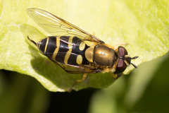 Syrphus phaeostigma