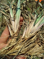 Schizachyrium littorale