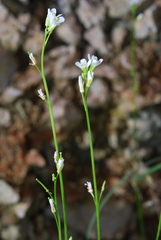 Arabis serpillifolia