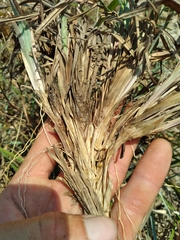 Schizachyrium littorale