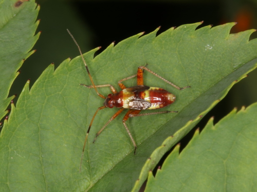 Spotted plant bug photo 3