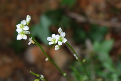 Arabis serpillifolia