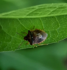 Dendrocoris humeralis