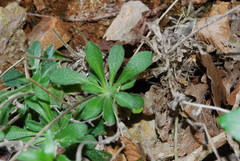 Arabis serpillifolia