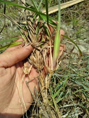 Schizachyrium littorale