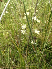 Toxicoscordion fontanum