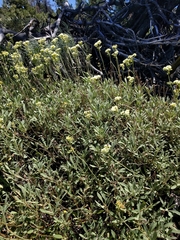 Eriogonum heracleoides leucophaeum