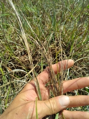 Schizachyrium littorale