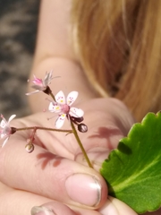 Micranthes stellaris