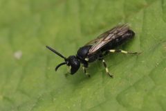 Hylaeus annulatus