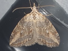Chesias isabella
