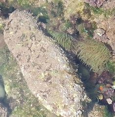 Lithophyllum incrustans