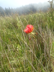 Lilium pardalinum pardalinum