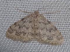 Idaea contiguaria