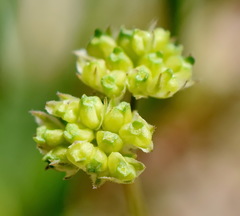 Valerianella pumila