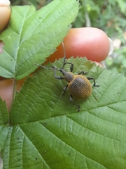 Otiorhynchus armadillo