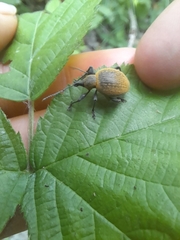 Otiorhynchus armadillo