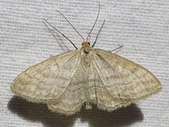 Idaea macilentaria