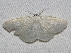 Cabera exanthemata