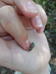Trichalophus alternatus
