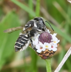 Megachile albitarsis