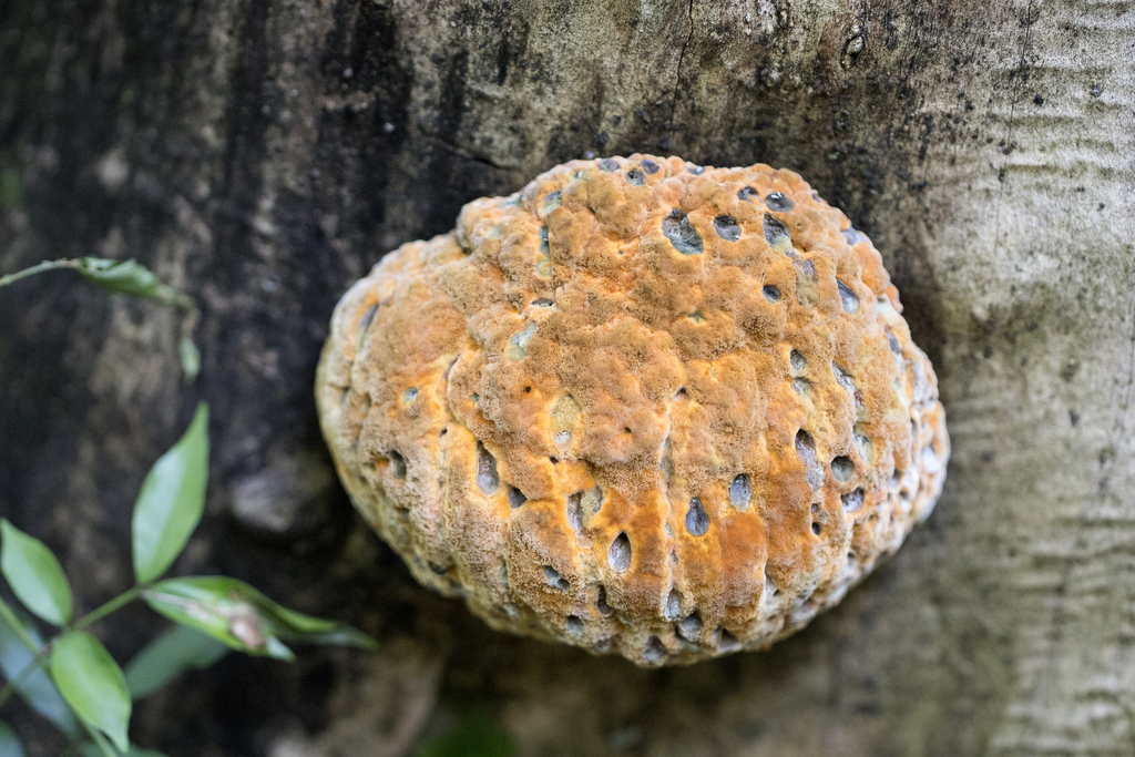 Pseudoinonotus dryadeus · June 2022 · photo: © ftsautter (iNaturalist, cc0)