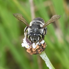 Megachile albitarsis