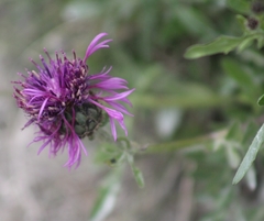 Centaurea scabiosa