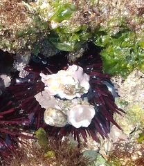 Lithophyllum incrustans