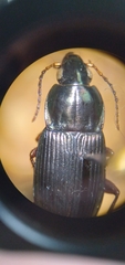 Poecilus lucublandus