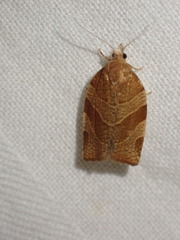 Pandemis cinnamomeana