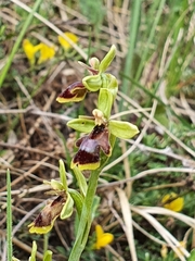 Ophrys insectifera aymoninii