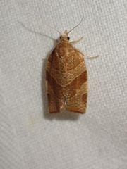 Pandemis cinnamomeana