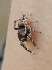 Sittisax saxicola