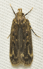 Martyringa ravicapitis