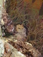 Lithophyllum incrustans