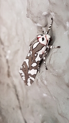 Arachnis dilecta