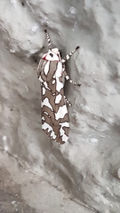 Arachnis dilecta
