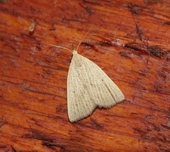 Macrochilo cribrumalis