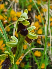 Ophrys insectifera aymoninii