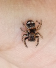 Sittisax saxicola
