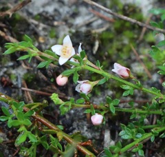 Cyanothamnus nanus nanus