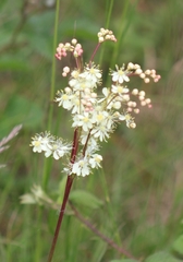 Filipendula vulgaris