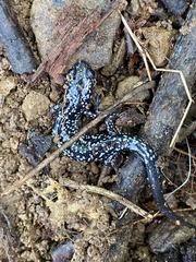 Plethodon cylindraceus