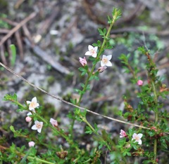 Cyanothamnus nanus nanus