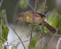 Phyllastrephus strepitans