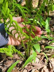 Deparia acrostichoides