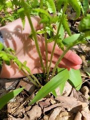 Deparia acrostichoides