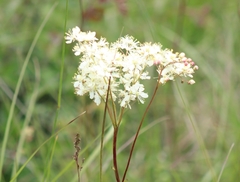 Filipendula vulgaris